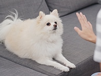 まて