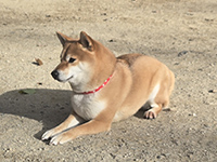 ふせ